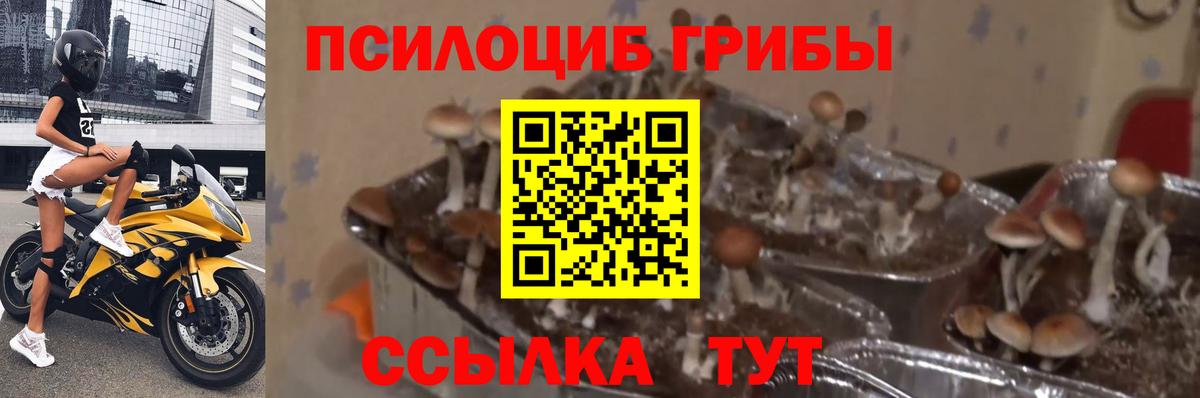 Псилоцибиновые грибы Psilocybine cubensis Петропавловск-Камчатский